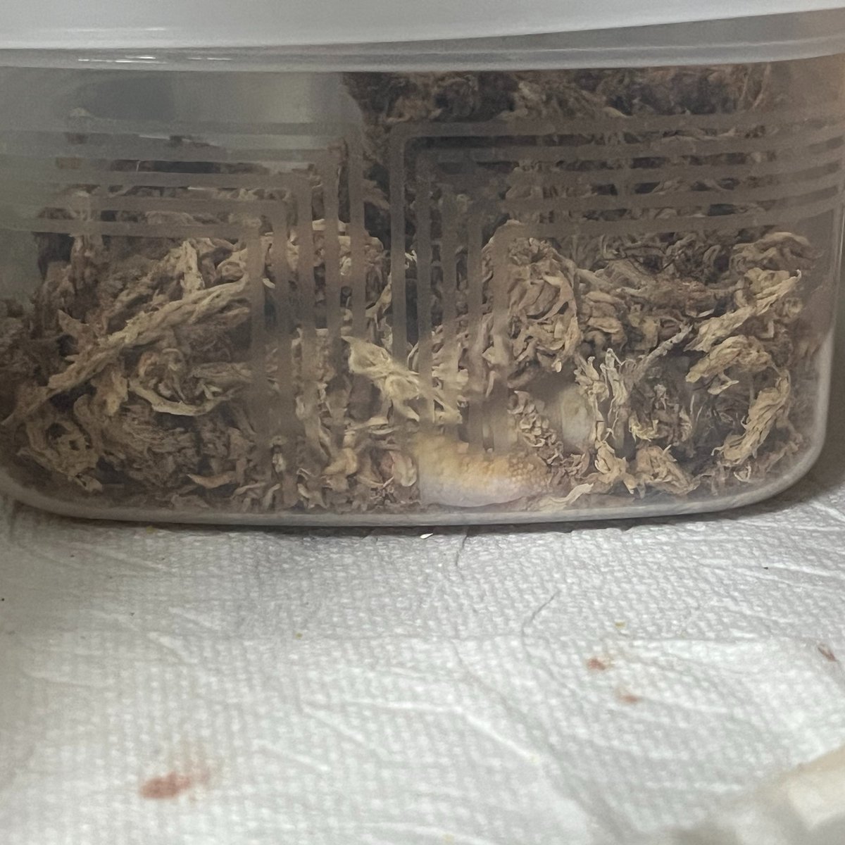 完全に水苔に埋もれてしまった
#レオパードゲッコー