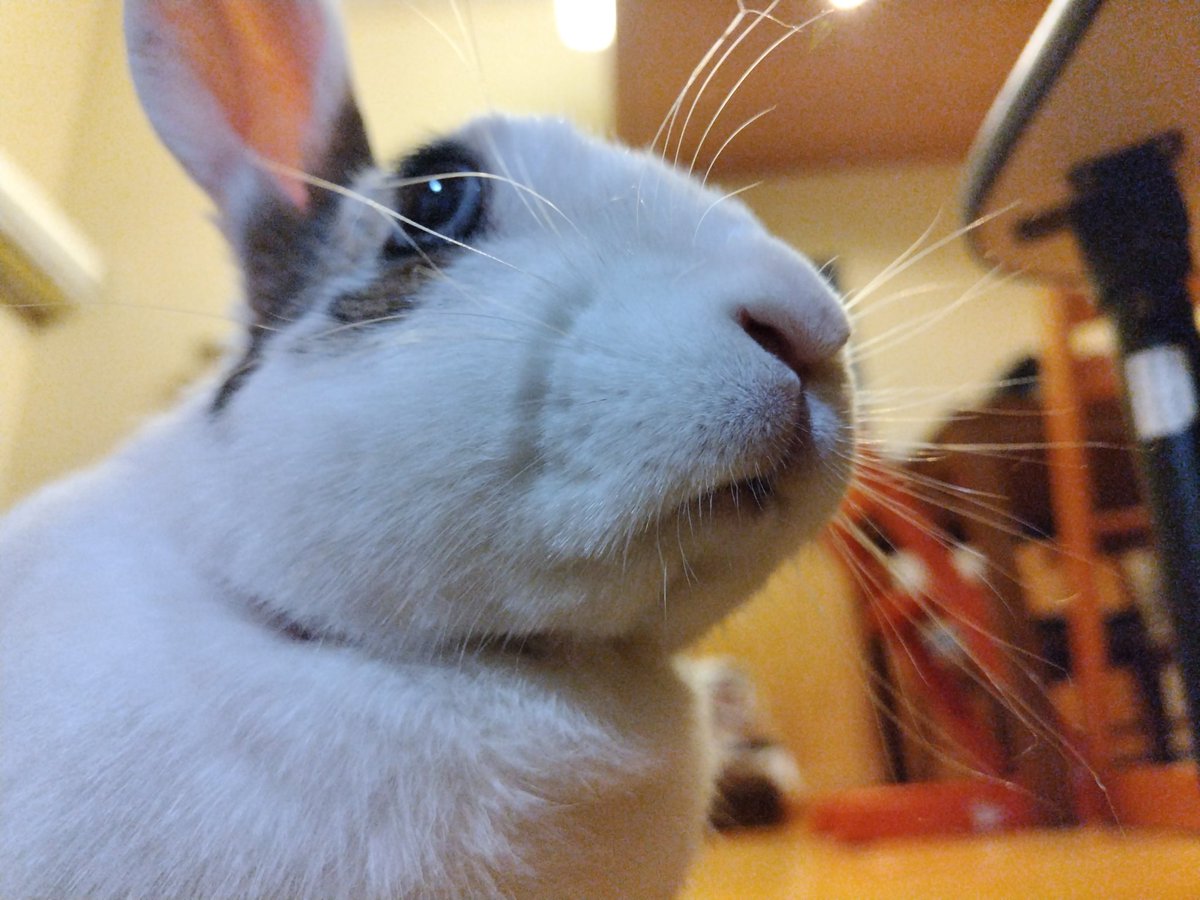 いい子にお留守番してたよ？ おやつは？ #うさぎ #うさぎのいる暮らし
