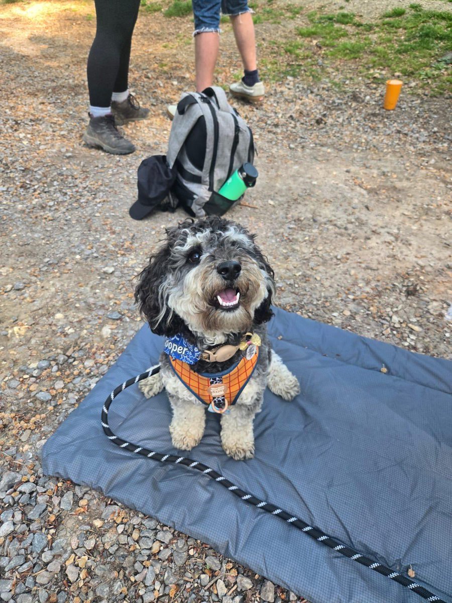 thehambleschool's tweet photo. Mrs Turner’s The Duke of Edinburgh's Award Trekkers on their Bronze practice walk in the New Forest 🌳 with their team mascot Cooper 🧭 🥾 https://t.co/deC8XuydKS