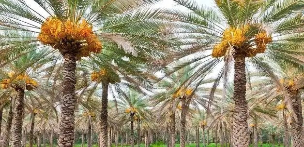 علي الشمري tweet media