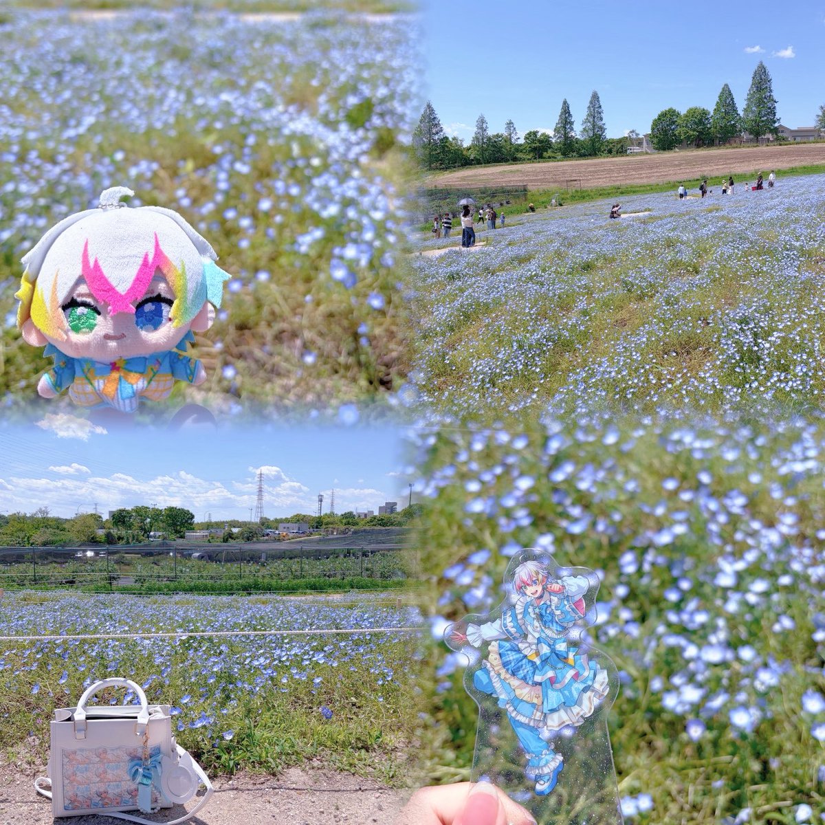 aki_reluluv's tweet photo. ネモフィラ見に行ってきたよ！1面水色でめちゃめちゃ綺麗だった✨️
 #れるくんあのね https://t.co/rtd9JMVojL
