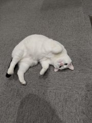 sheltiebud's tweet photo. ゴロンと寝そべって、無防備な姿が可愛すぎる白猫ちゃん✨ https://t.co/motekK8kVs
