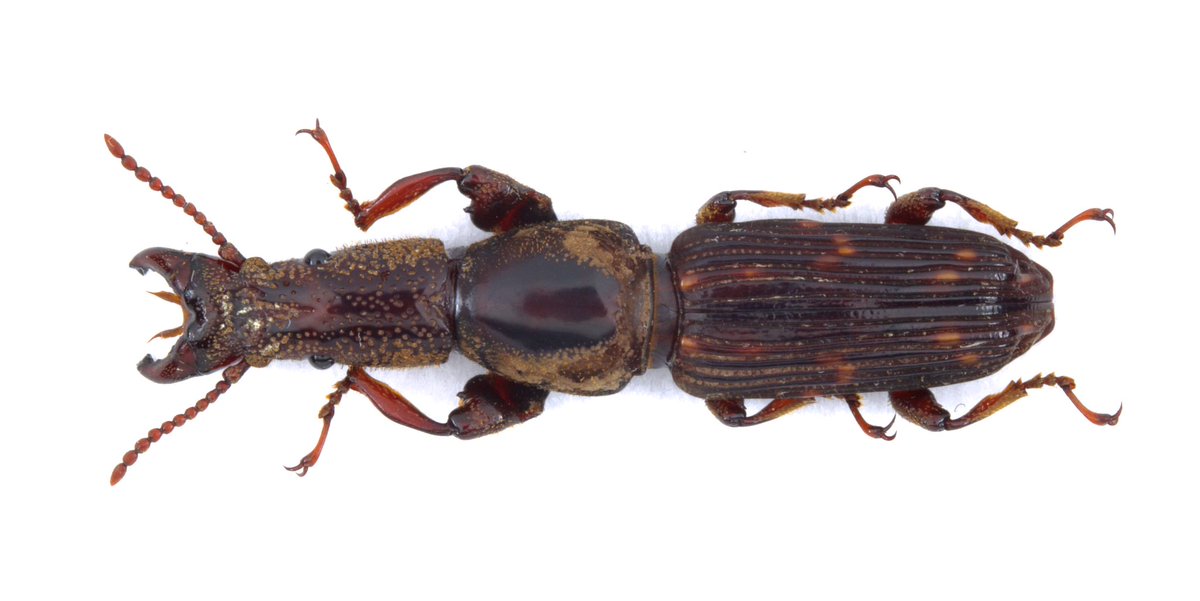 FennSunday's tweet photo. Borneo weevils https://t.co/Cexd3i3Wzg