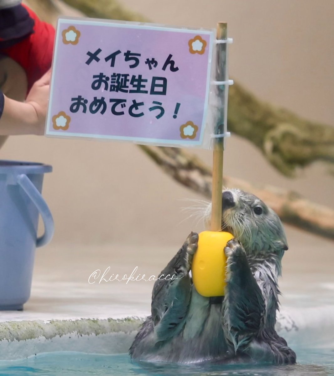 キラ「メイちゃんお誕生日おめでとう！」 #鳥羽水族館 #ラッコ