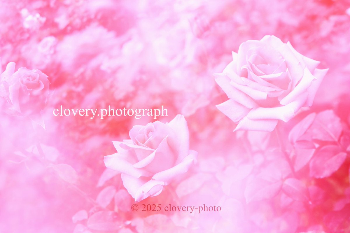 clover_y3's tweet photo. 🌹春バラ🌹
今年は色々な場所で咲き誇っていますね。
#キリトリセカイ #photograph #rose #春バラ #dream #バラ園 https://t.co/4qSZAVQ50u