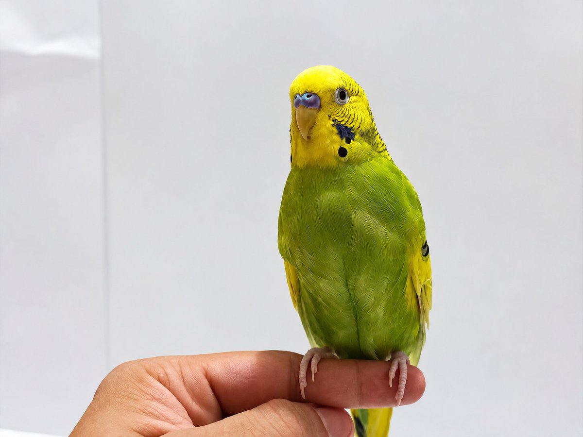 apkaranatayyab's tweet photo. “A little bird with a whole lot of attitude 😌🐦” 👌🏻
#bird #perrots https://t.co/JnN9p9VFvV