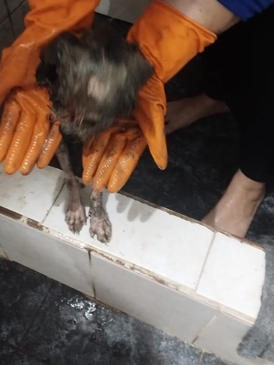 patitas_budgeok's tweet photo. Lo bañamos estaba lleno de grasa para auto 
Si podes sumar ayuda para el y sus gastos 
Para su tratamiento 🙏🙏
Estamos con deudas en la veterinaria pero no miramos para otro lado cuando pidieron ayuda para el ...
🙌ALIAS PATITASBUDGE 
🙌ALIAS PATITASBUDGEOK 
MAGDALENA CACERES https://t.co/umGAmuWjVt