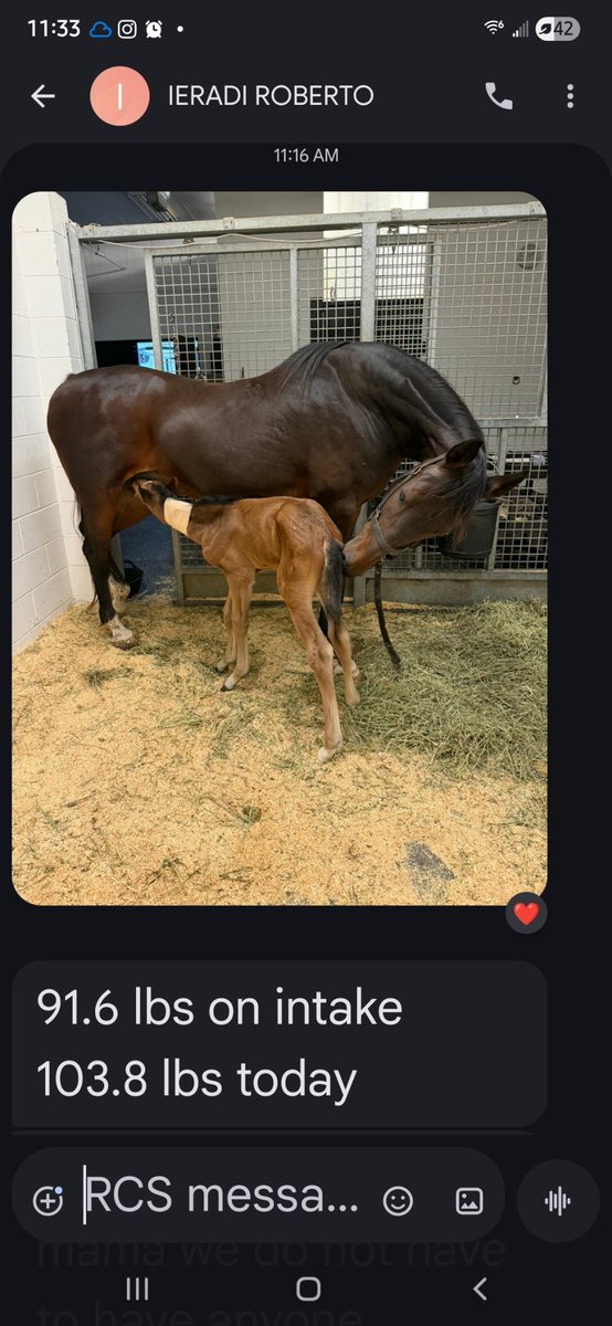 FloridaGirl 🇺🇲🌞🐎 tweet media