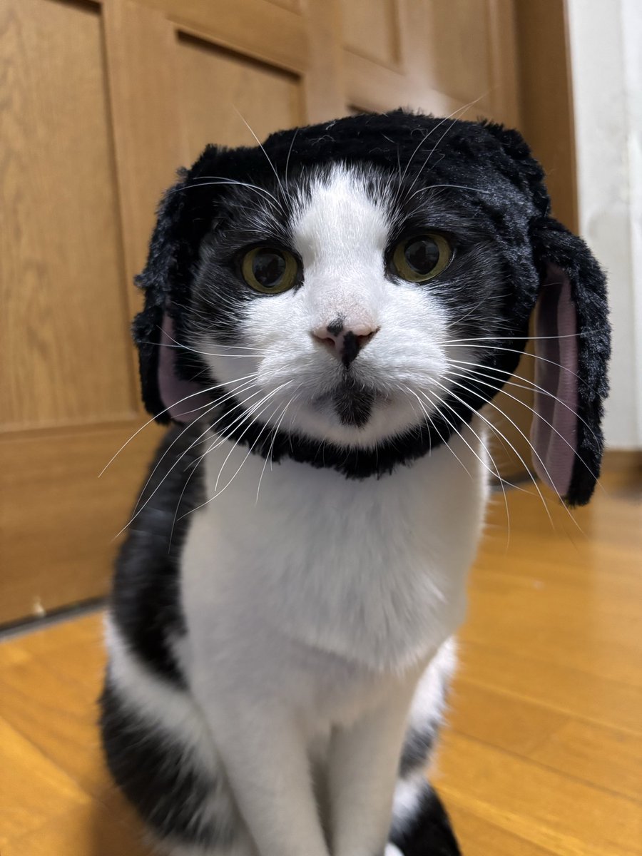 良い子のけぴこ tweet media