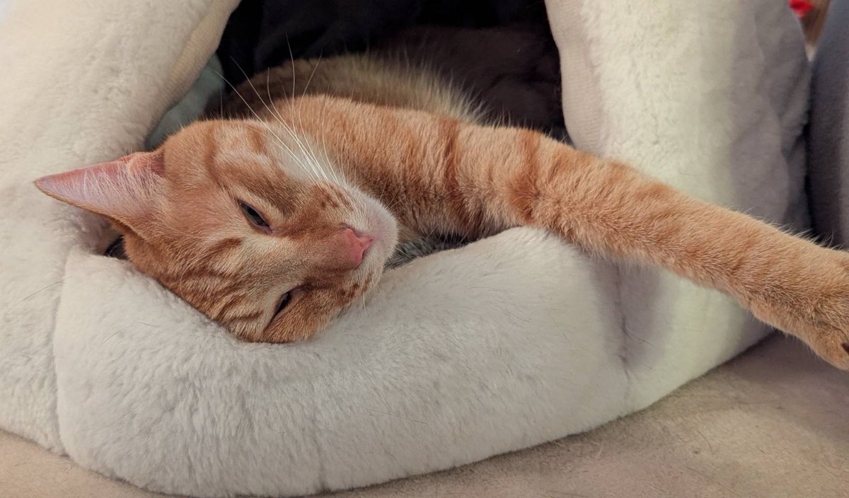 ごんねこ (@vqfuv) on Twitter photo 