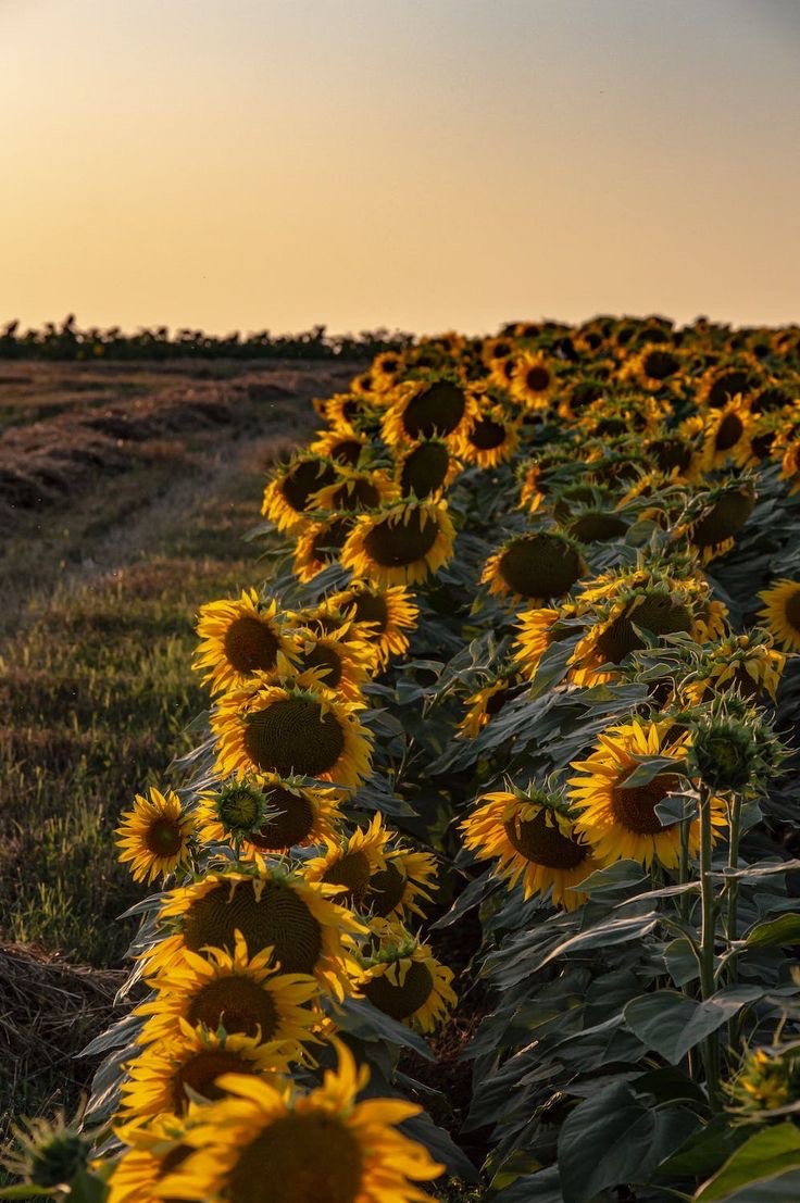 SUNFLOWER 🌻 tweet media