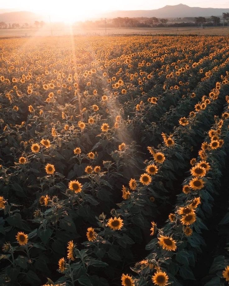 SUNFLOWER 🌻 tweet media
