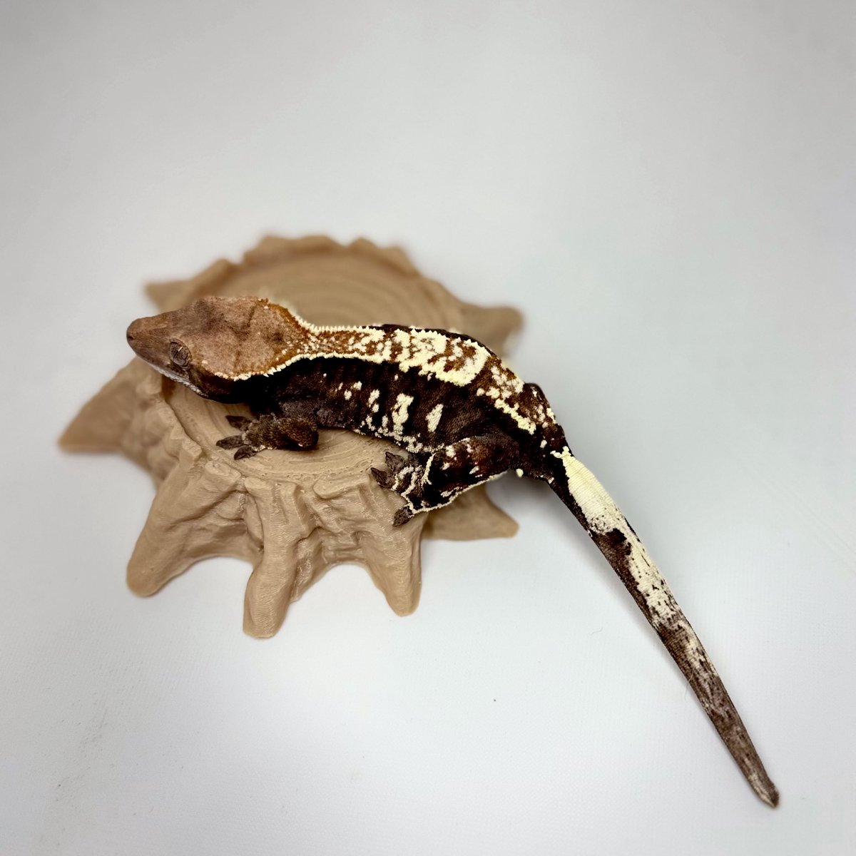 RadEye_Cresties's tweet photo. やっぱりカプチーノ
#crestedgecko
#cappuccino
#RadEye
#旭レプ #旭川道の駅 #旭川爬虫類イベント https://t.co/SRORsVvceK
