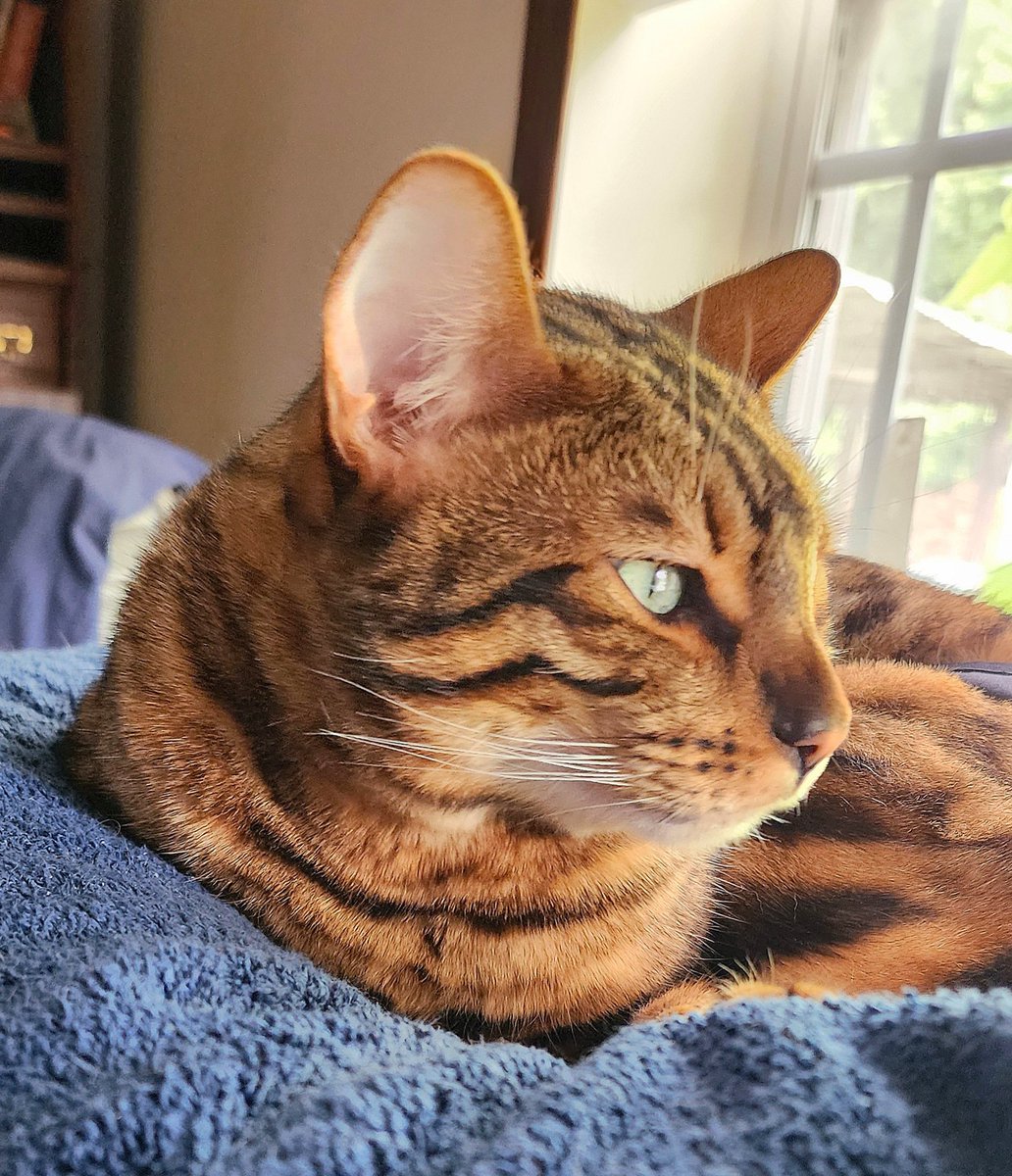 LicensedToPurr tweet media