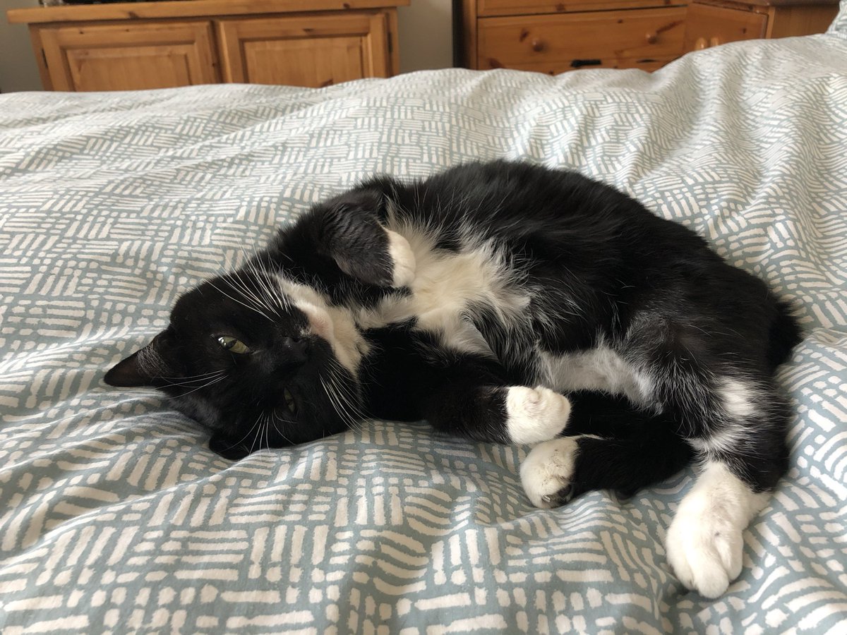 getellssoon's tweet photo. my princess magic passed away this morning, two months from her 20th birthday 🤍 she was the best girl ever https://t.co/CuWWBexFEm