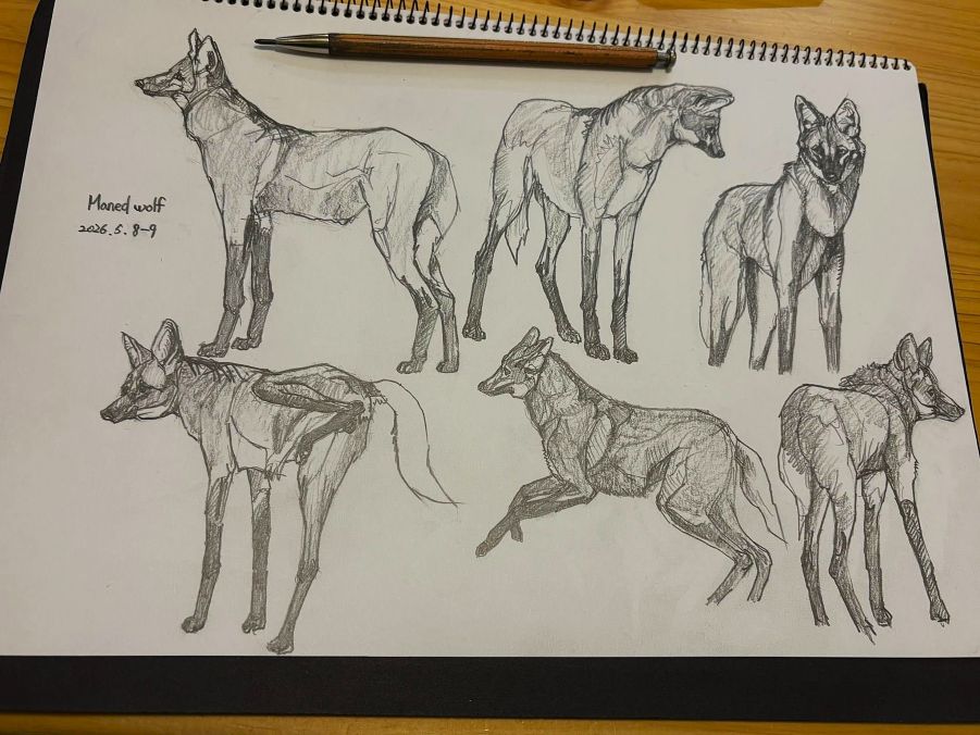 haiiromizunagi's tweet photo. いつもの所ⅠとⅡで #タテガミオオカミ #ManedWolf #Chrysocyon #Canidae #Carnivora を #大人の鉛筆 で #スケッチ #ドローイング 上野動物園で初めて見た時の印象は今でも鮮明に残っている。長すぎる脚だが、それがとても良い。あと、以前描いた事がある絵をもう一度描きたくなった。下描きのみ終了‥ https://t.co/wm1k9PwKxJ