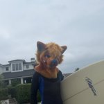 Photo by Alex_The_Husky (@AlexTheAwful)