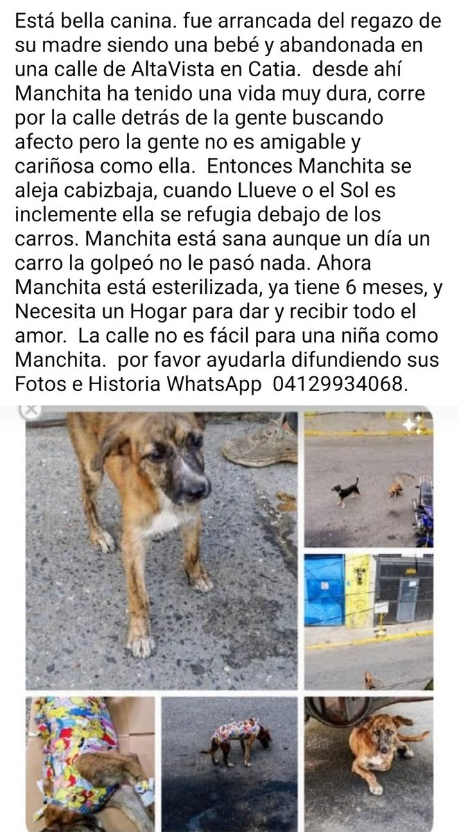 PerroUsuario's tweet photo. Necesita URGENTE una familia que la quiera por siempre.  Caracas https://t.co/jwe9JJDZyB