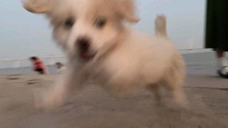 puppies video tweet media