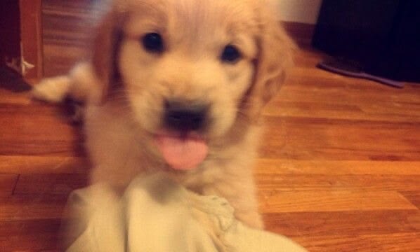 puppies video tweet media