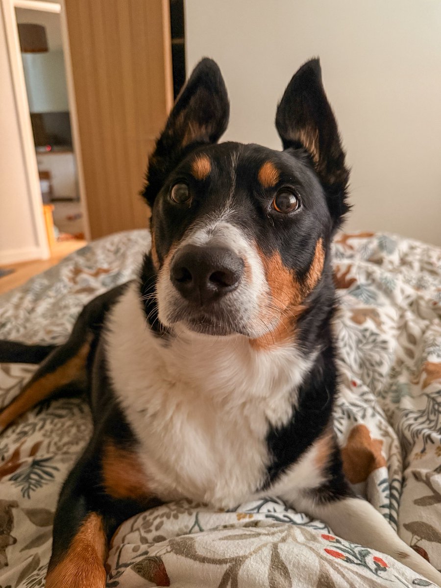 PipTheCollie tweet media