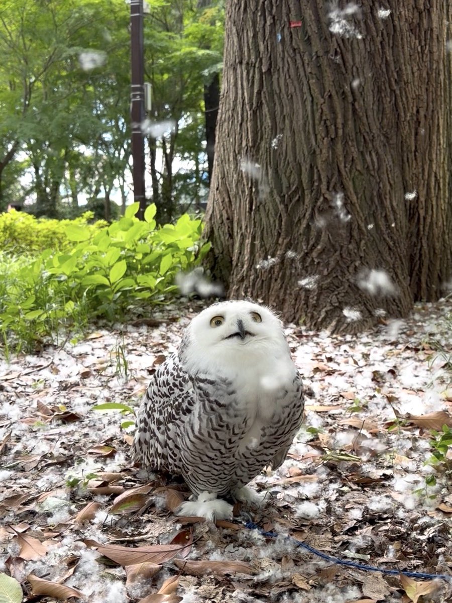 yasukoru's tweet photo. シロフクロウとポプラの綿毛
Poplar Fluff and Snowy Owl

【YouTube】
https://t.co/uqRJNnx6zo https://t.co/pvp2h6kbQe