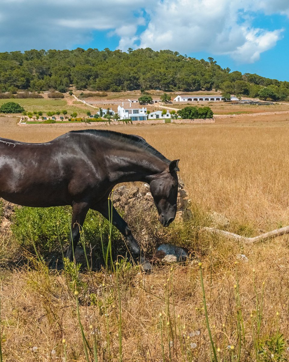Turismo Illes Balears tweet media