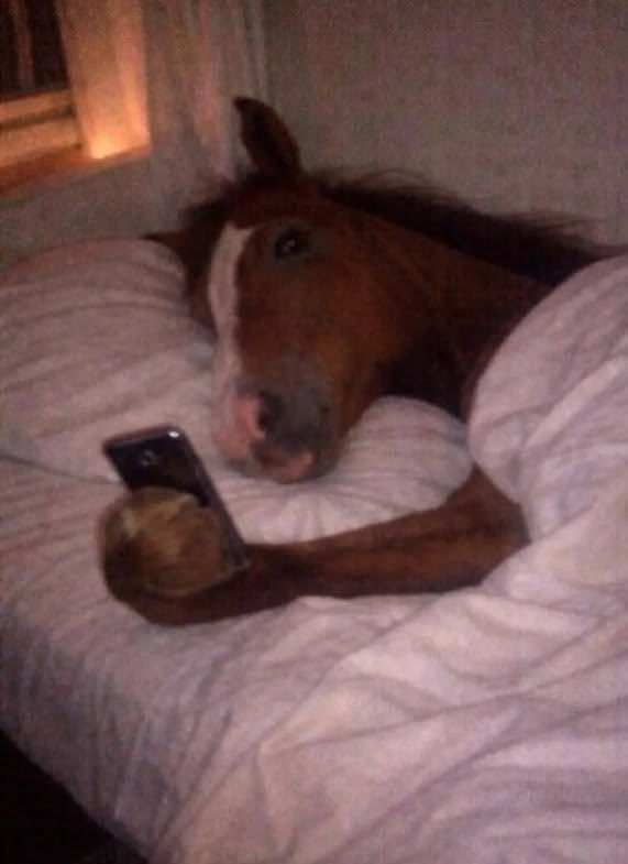 💖 (@twaniimals) on Twitter photo 