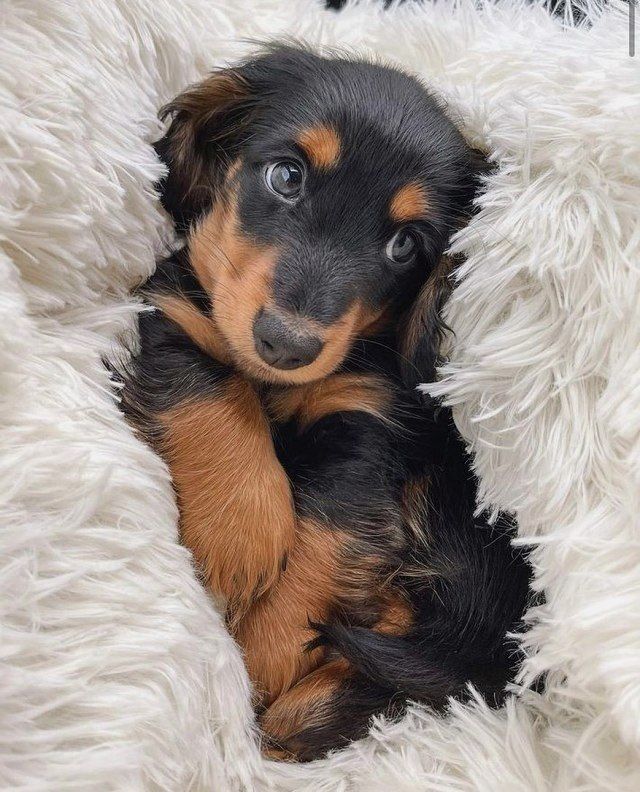 Doglover (@puppiesdoglover) on Twitter photo 