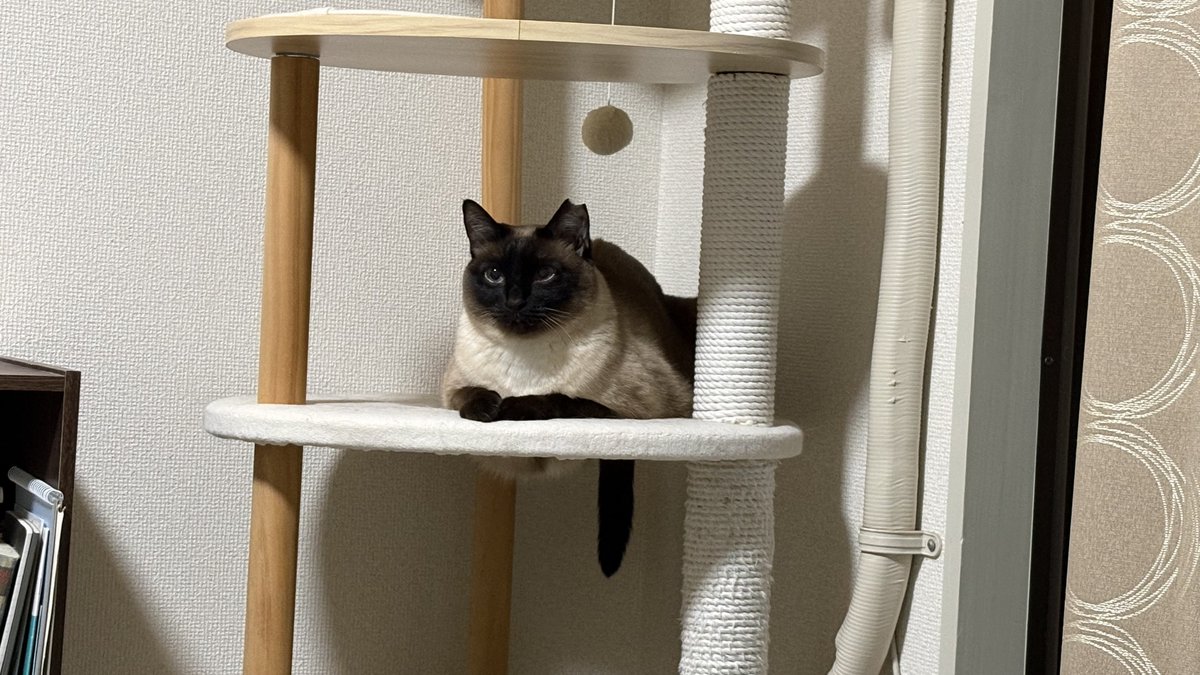 シャム猫