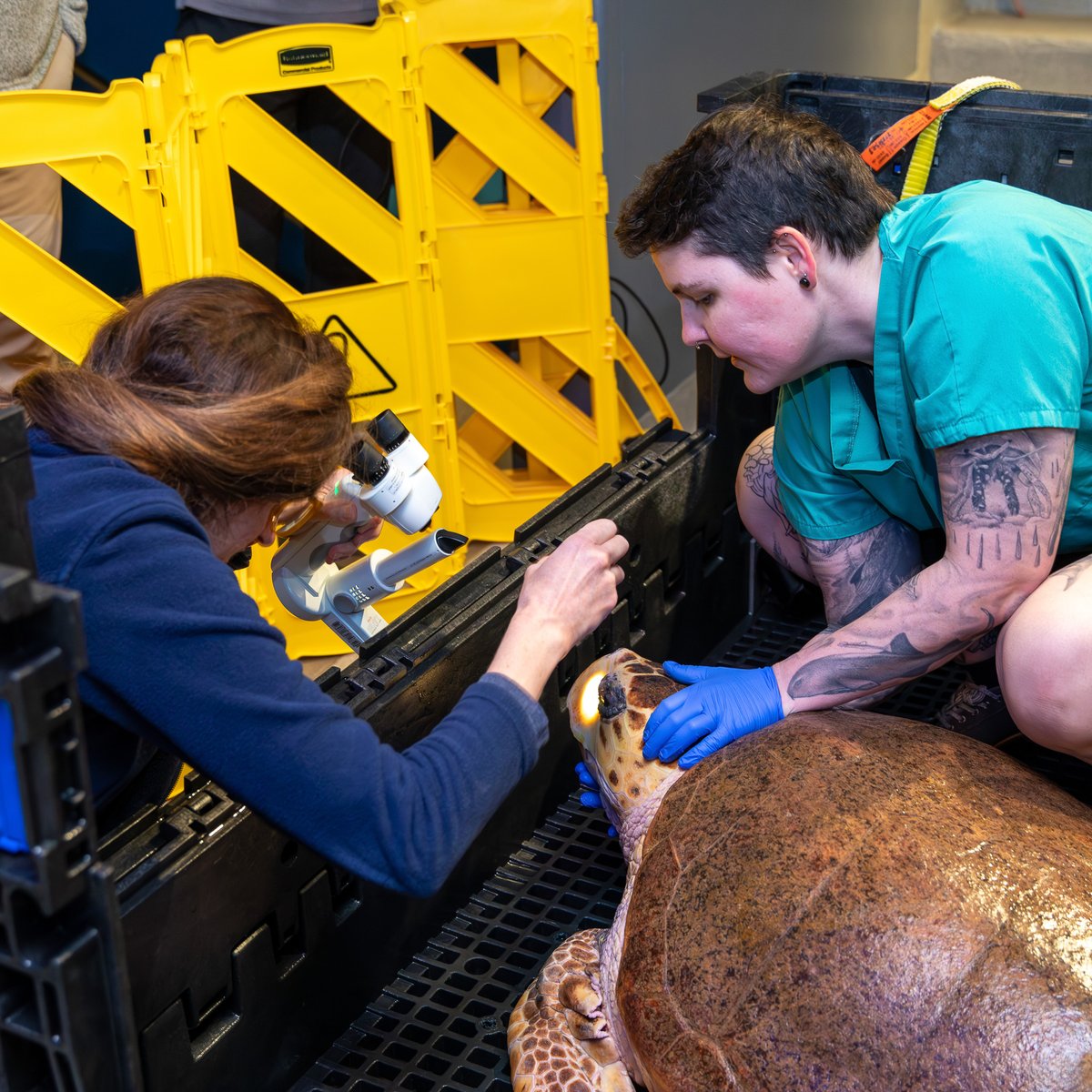 NEAQ's tweet photo. It’s eye exam time for our resident loggerhead sea turtle, Carolina! 👀🩺

Carolina recently underwent a follow-up eye exam with our Animal Health team. Eye exams like these keep our animals healthy and thriving! 💚

#SeaTurtles #AnimalCare #AnimalHealth #AnimalExams https://t.co/JEMFkrbrZR