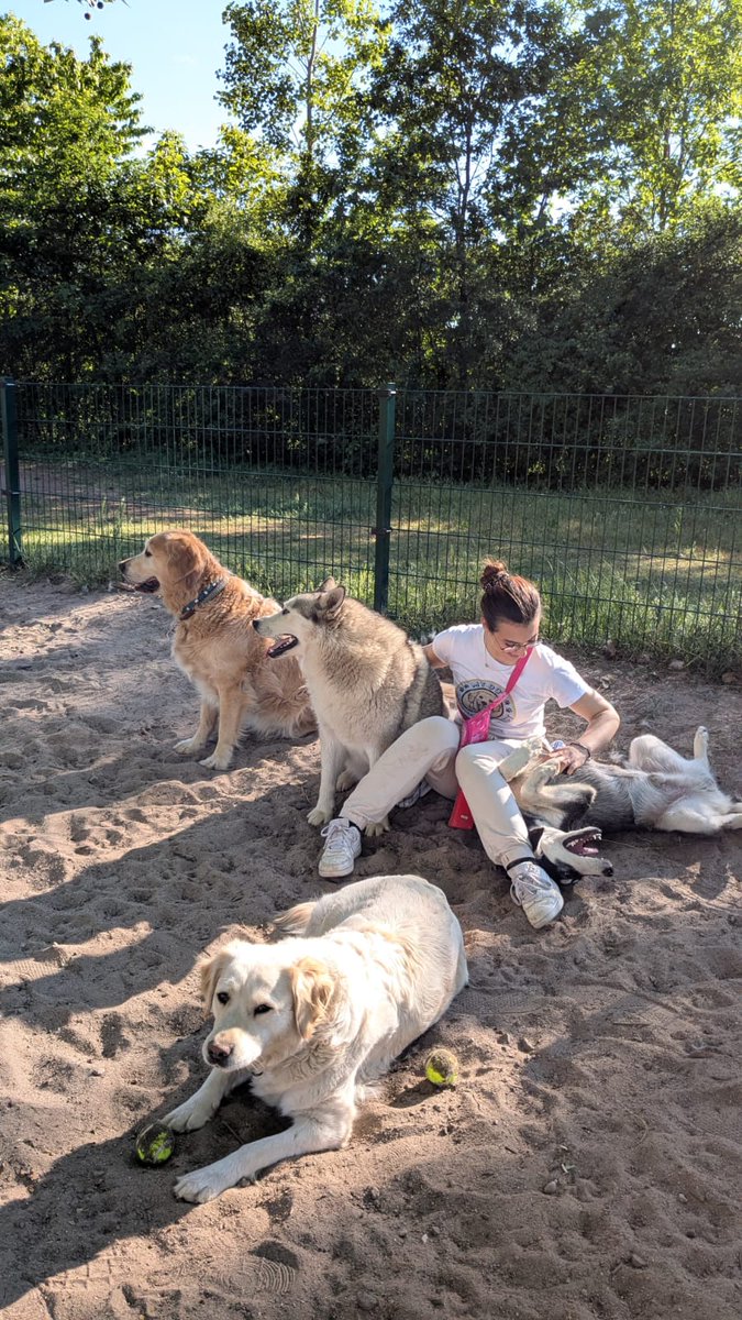 ItsSonderRose's tweet photo. My big babies 🐶🐕🩷✨ https://t.co/ibuD7mSrg0