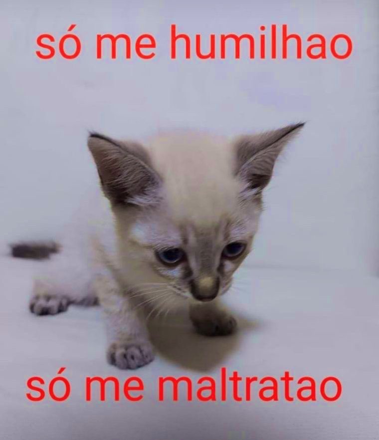 jogadorsagrado's tweet photo. https://t.co/7PzakFrvqa