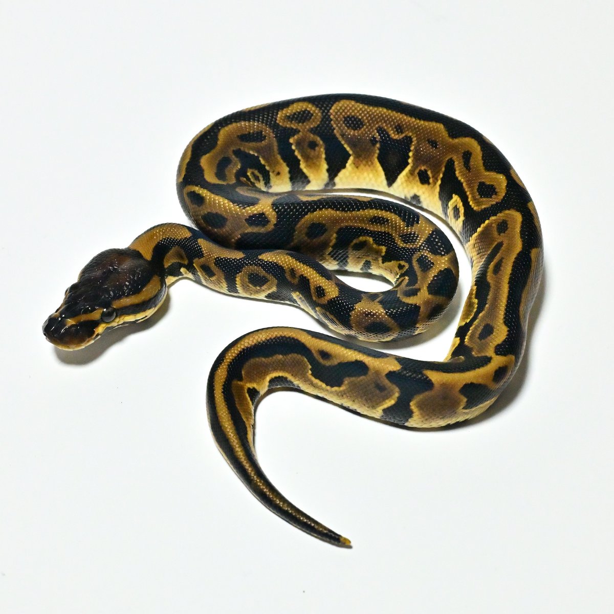 ［NUM2605］Leopard het DG Pied ♀
Price: ¥55,000

お迎えのご相談・お問い合わせはDMからお気軽にどうぞ