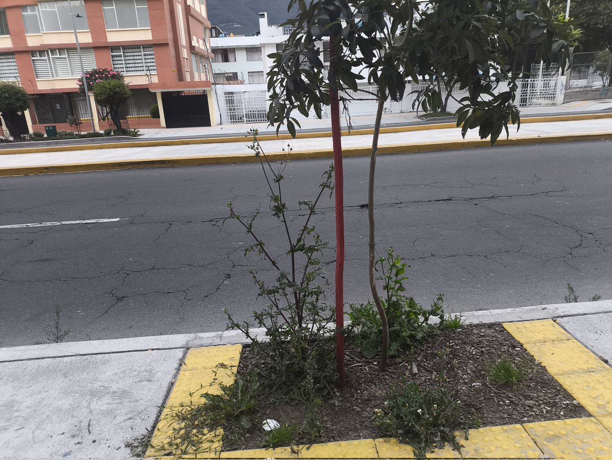 AlbertM1602's tweet photo. @ObrasQuito @ObrasQuito @MunicipioQuito @WilsonMerinoR @babadmerchan @TVCLaComunidad @teleamazonasec @ambientequito @Primicias nuevamente insisto, en la Av 6 de diciembre sentido sur norte desde el estadio Olímpico hasta la Gaspar de Villarroel, la mala hierba crece hasta en la avenida. https://t.co/BJBfBd4JCQ