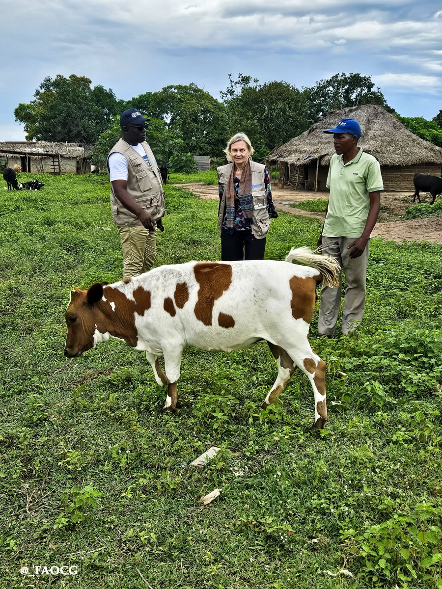 FAOCongo's tweet photo. 🇪🇺 #EuropeDay 
 Au Congo, l’Union européenne soutient l’agriculture durable, la sécurité alimentaire et la biodiversité. Grâce à @UeCongoBrazza ,la FAO a formé des bénéficiaires comme Blaise Toget Moula, devenu éleveur bovin à Likouala, et appuie le programme SWM.🤝 #UE #FAO https://t.co/ZsRH7Ijz4T