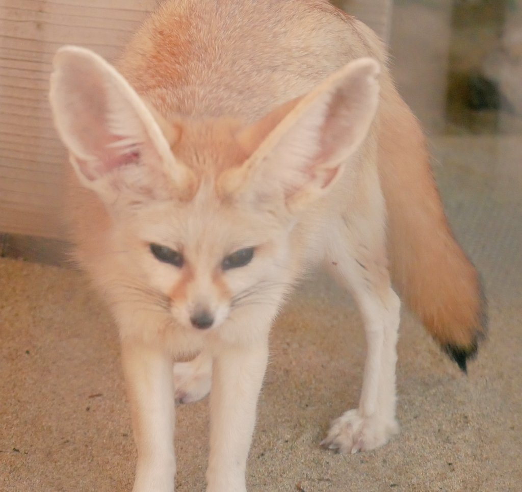 フェネック