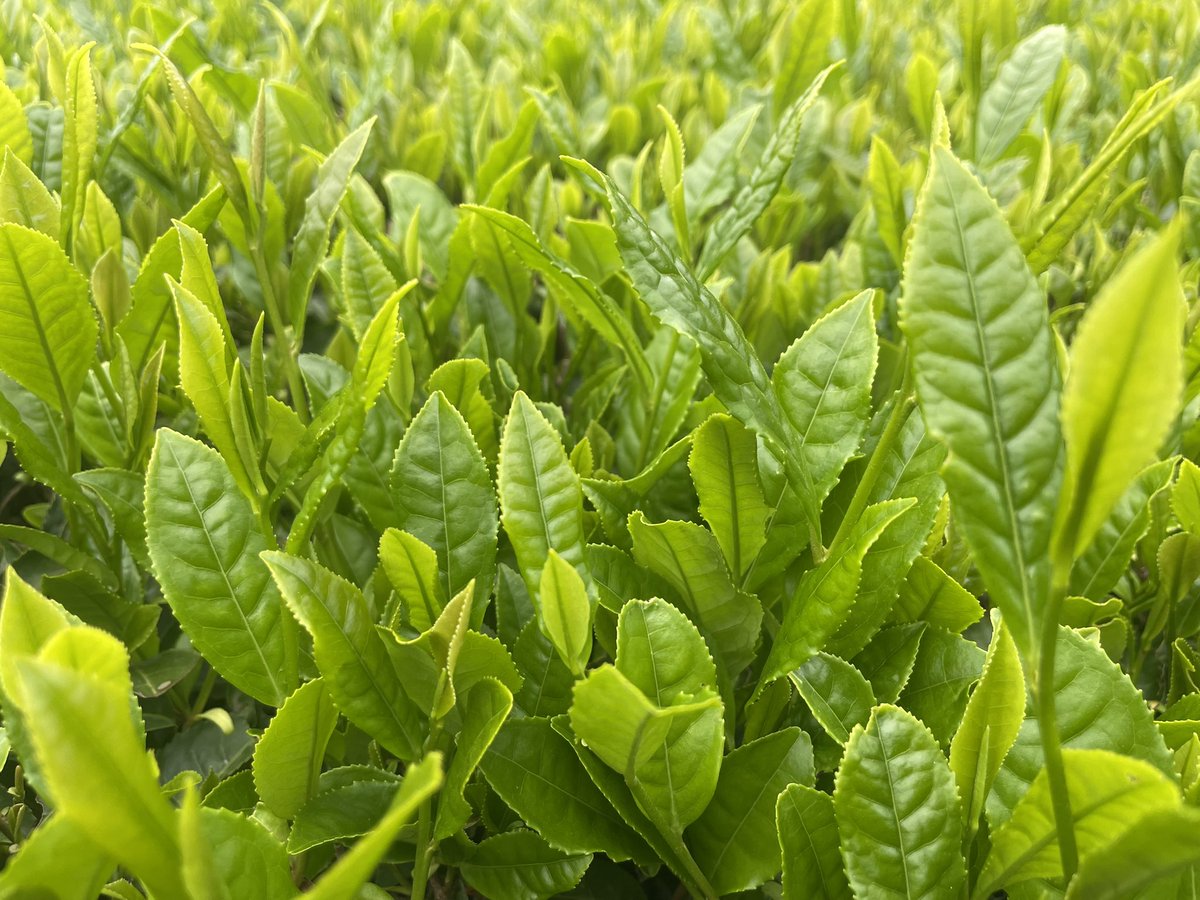 石山製茶工場|さしま茶 tweet media