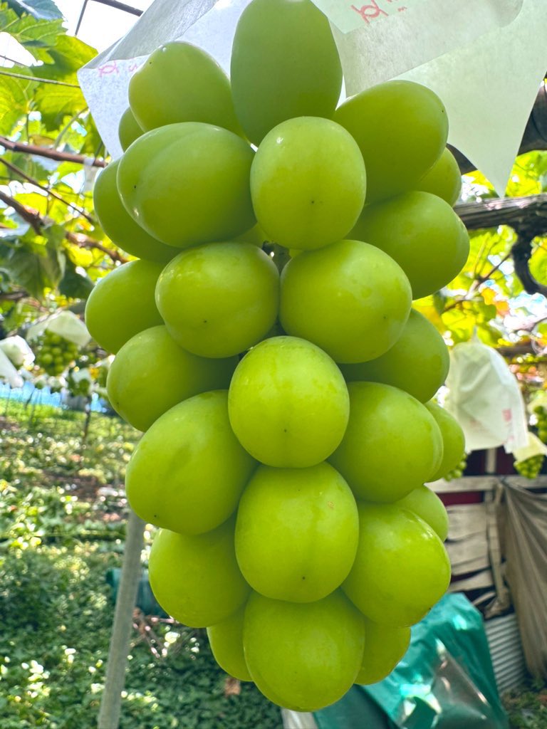 🍇💎信州須坂 ぶどうの宝石箱💎伊藤ぶどうファーム3代目🍇エース🍇 tweet media