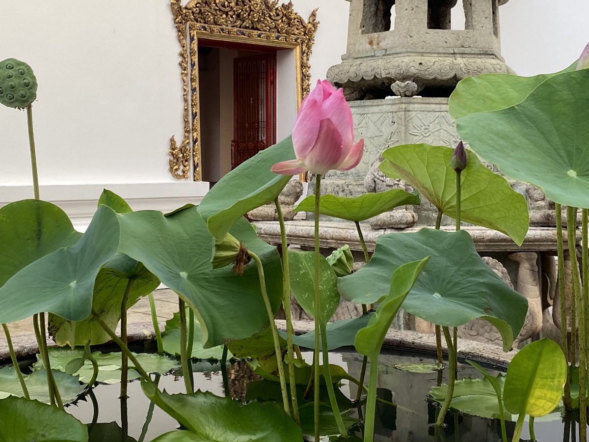 จ๋ tweet media