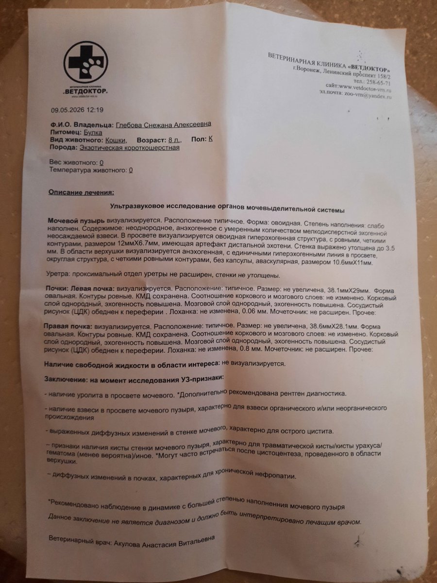 Снежик что-то бубнит опять tweet media