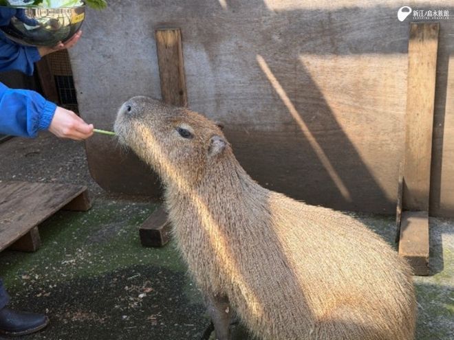 新江ノ島水族館 tweet media