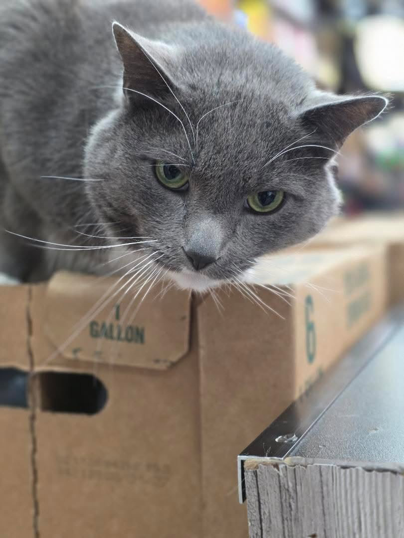 Bodegacats_'s tweet photo. https://t.co/qJWQdadrrV