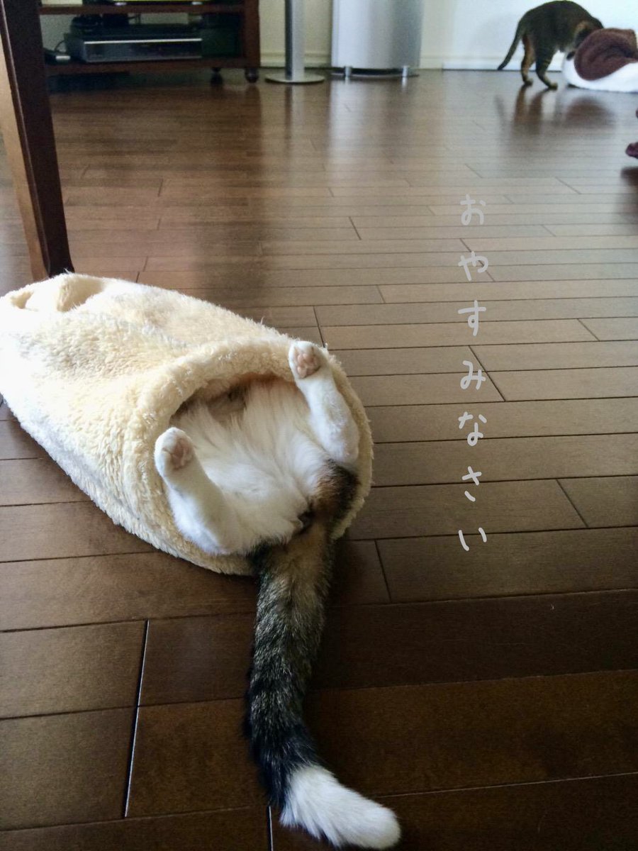 🐱#おやすみなさい✨