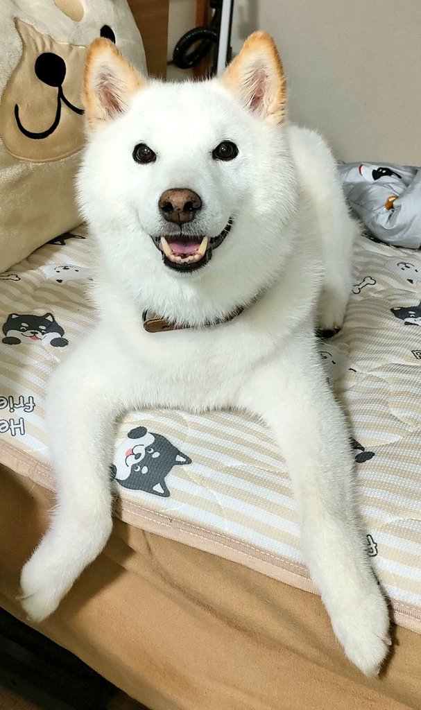 狛父(ハクパパ) tweet media