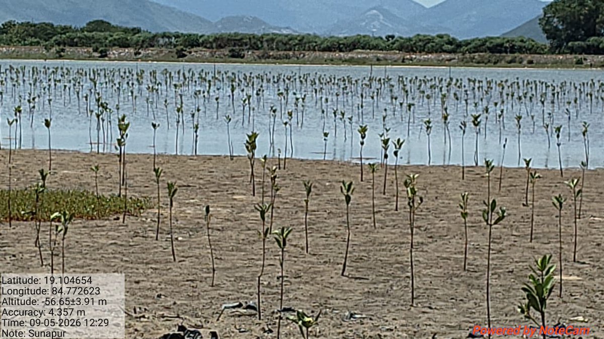 dfobhmpr's tweet photo. Mangroves at Sonapur https://t.co/UAys64eX2l