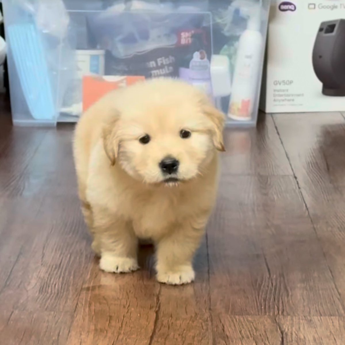 takemybear 🐶 tweet media