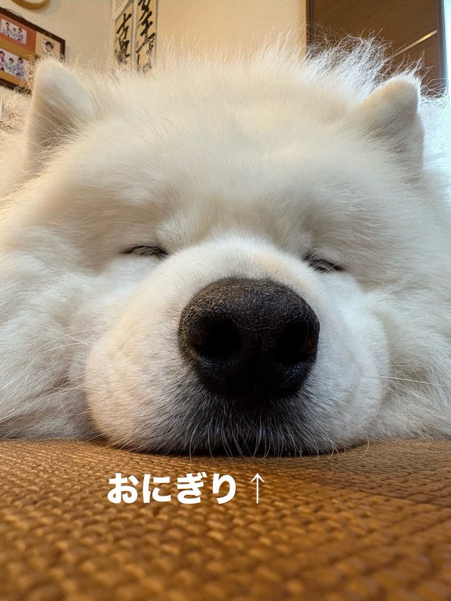 親に向かってなんだそのおにぎりみたいな鼻は