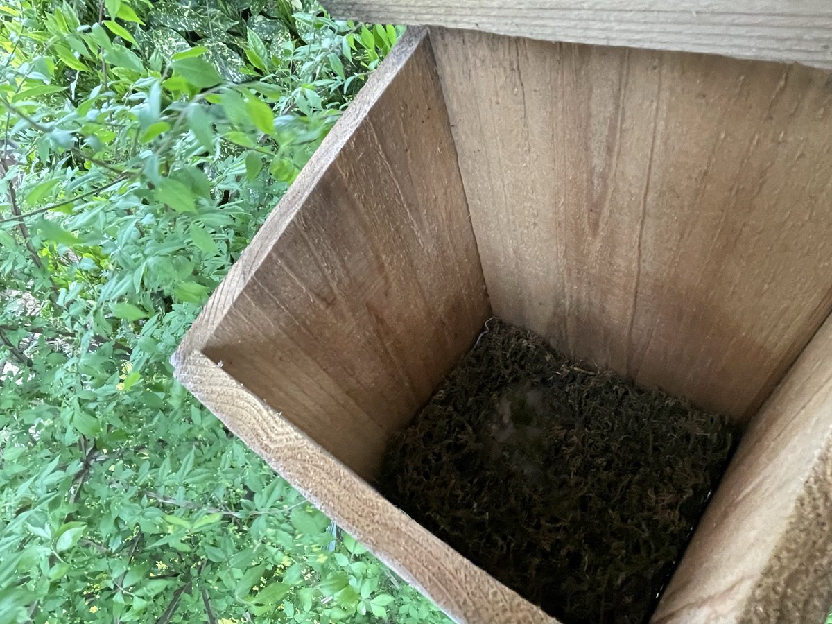 tetsu1167's tweet photo. シジュウカラ、全然来てないから覗いたら
少しだけ水苔で巣は作ってあった。
スズメがナワバリ意識して、覗いたりしてたので、諦めたのかな？ https://t.co/dL5f37lscv