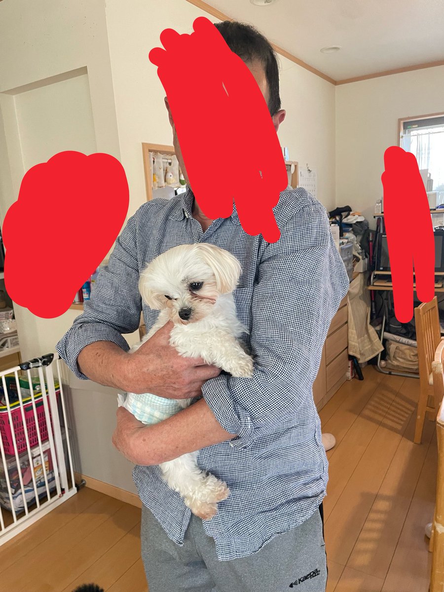 瀬川 琉 🐶保護犬格闘家🥊 tweet media